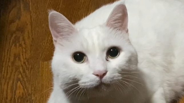 是什么让大咪的高冷猫设再次崩塌?(大咪铁粉慎入!